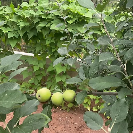 아파트호텔 Canbey Apartlari *